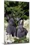 Two Baby Blue New Zealand (Breed)-Lynn M^ Stone-Mounted Photographic Print