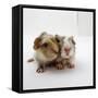 Two Baby Crested Guinea Pigs, One-Day-Jane Burton-Framed Stretched Canvas