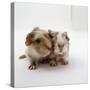 Two Baby Crested Guinea Pigs, One-Day-Jane Burton-Stretched Canvas