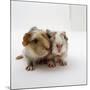 Two Baby Crested Guinea Pigs, One-Day-Jane Burton-Mounted Photographic Print