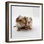 Two Baby Crested Guinea Pigs, One-Day-Jane Burton-Framed Photographic Print