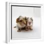 Two Baby Crested Guinea Pigs, One-Day-Jane Burton-Framed Photographic Print