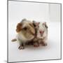 Two Baby Crested Guinea Pigs, One-Day-Jane Burton-Mounted Photographic Print