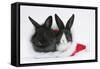 Two Baby Dutch X Lionhead Rabbits in a Father Christmas Hat-Mark Taylor-Framed Stretched Canvas