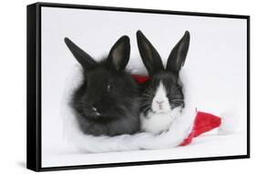Two Baby Dutch X Lionhead Rabbits in a Father Christmas Hat-Mark Taylor-Framed Stretched Canvas