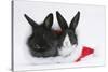 Two Baby Dutch X Lionhead Rabbits in a Father Christmas Hat-Mark Taylor-Stretched Canvas