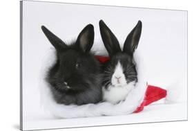 Two Baby Dutch X Lionhead Rabbits in a Father Christmas Hat-Mark Taylor-Stretched Canvas