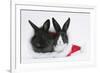 Two Baby Dutch X Lionhead Rabbits in a Father Christmas Hat-Mark Taylor-Framed Photographic Print