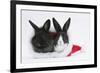 Two Baby Dutch X Lionhead Rabbits in a Father Christmas Hat-Mark Taylor-Framed Photographic Print