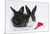 Two Baby Dutch X Lionhead Rabbits in a Father Christmas Hat-Mark Taylor-Mounted Photographic Print