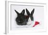 Two Baby Dutch X Lionhead Rabbits in a Father Christmas Hat-Mark Taylor-Framed Photographic Print