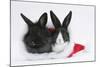 Two Baby Dutch X Lionhead Rabbits in a Father Christmas Hat-Mark Taylor-Mounted Photographic Print