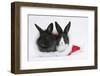 Two Baby Dutch X Lionhead Rabbits in a Father Christmas Hat-Mark Taylor-Framed Photographic Print