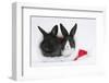 Two Baby Dutch X Lionhead Rabbits in a Father Christmas Hat-Mark Taylor-Framed Photographic Print