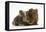 Two Baby Guinea Pigs Sharing a Piece of Grass-Mark Taylor-Framed Stretched Canvas