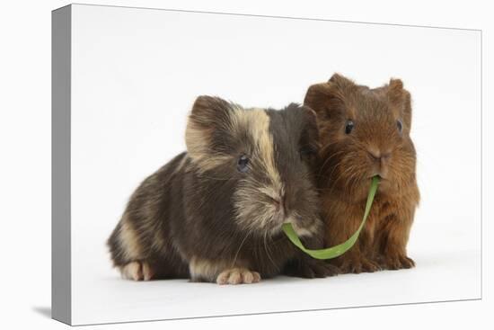 Two Baby Guinea Pigs Sharing a Piece of Grass-Mark Taylor-Stretched Canvas