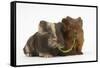 Two Baby Guinea Pigs Sharing a Piece of Grass-Mark Taylor-Framed Stretched Canvas