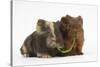 Two Baby Guinea Pigs Sharing a Piece of Grass-Mark Taylor-Stretched Canvas