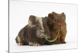 Two Baby Guinea Pigs Sharing a Piece of Grass-Mark Taylor-Stretched Canvas