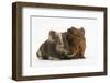 Two Baby Guinea Pigs Sharing a Piece of Grass-Mark Taylor-Framed Premium Photographic Print