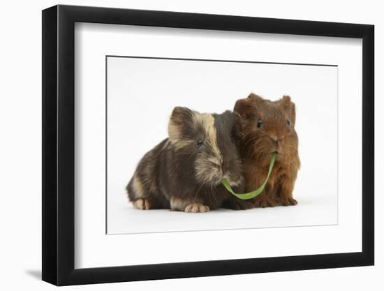 Two Baby Guinea Pigs Sharing a Piece of Grass-Mark Taylor-Framed Premium Photographic Print