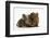 Two Baby Guinea Pigs Sharing a Piece of Grass-Mark Taylor-Framed Premium Photographic Print