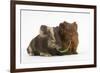 Two Baby Guinea Pigs Sharing a Piece of Grass-Mark Taylor-Framed Photographic Print