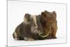 Two Baby Guinea Pigs Sharing a Piece of Grass-Mark Taylor-Mounted Photographic Print