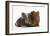 Two Baby Guinea Pigs Sharing a Piece of Grass-Mark Taylor-Framed Photographic Print