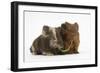 Two Baby Guinea Pigs Sharing a Piece of Grass-Mark Taylor-Framed Photographic Print