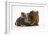 Two Baby Guinea Pigs Sharing a Piece of Grass-Mark Taylor-Framed Photographic Print