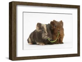 Two Baby Guinea Pigs Sharing a Piece of Grass-Mark Taylor-Framed Photographic Print