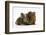 Two Baby Guinea Pigs Sharing a Piece of Grass-Mark Taylor-Framed Photographic Print