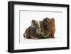 Two Baby Guinea Pigs Sharing a Piece of Grass-Mark Taylor-Framed Photographic Print