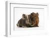 Two Baby Guinea Pigs Sharing a Piece of Grass-Mark Taylor-Framed Photographic Print