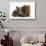 Two Baby Guinea Pigs Sharing a Piece of Grass-Mark Taylor-Stretched Canvas displayed on a wall