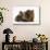 Two Baby Guinea Pigs Sharing a Piece of Grass-Mark Taylor-Stretched Canvas displayed on a wall