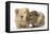 Two Baby Guinea Pigs-Mark Taylor-Framed Stretched Canvas