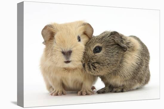 Two Baby Guinea Pigs-Mark Taylor-Stretched Canvas