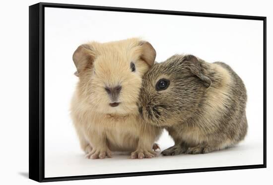 Two Baby Guinea Pigs-Mark Taylor-Framed Stretched Canvas