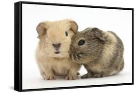 Two Baby Guinea Pigs-Mark Taylor-Framed Stretched Canvas