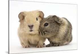 Two Baby Guinea Pigs-Mark Taylor-Stretched Canvas