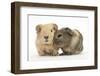 Two Baby Guinea Pigs-Mark Taylor-Framed Premium Photographic Print