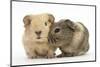 Two Baby Guinea Pigs-Mark Taylor-Mounted Premium Photographic Print