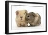 Two Baby Guinea Pigs-Mark Taylor-Framed Photographic Print