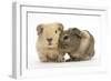 Two Baby Guinea Pigs-Mark Taylor-Framed Photographic Print