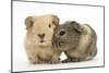 Two Baby Guinea Pigs-Mark Taylor-Mounted Photographic Print