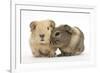 Two Baby Guinea Pigs-Mark Taylor-Framed Photographic Print