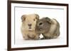 Two Baby Guinea Pigs-Mark Taylor-Framed Photographic Print