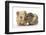 Two Baby Guinea Pigs-Mark Taylor-Framed Photographic Print